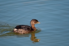 Pied-billed Grebe Port Aransas Texas