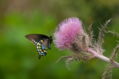 Pipevine Swallowtail on Texas Thistle Paradise Pond Port Aransas Texas_