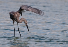 Reddish Egret Juvenile on the Hunt One Wing Shading