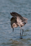 Reddish Egret Juvenile on the Hunt Two Wings Shading