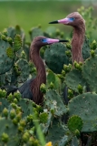 Reddish Egret Pair Looking Right Left San Antonio Bay Rookery Island