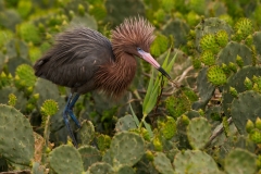 Reddish Egret Places Material in Nest San Antonio Bay Rookery Island