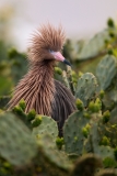 Reddish Egret Single Pin Feathers Puffed Looking to Right of Frame San Antonio Bay Rookery Island