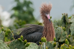 Reddish Egret Single Pin Feathers Puffed San Antonio Bay Rookery Island