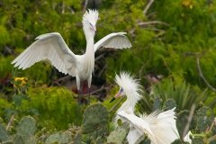 Reddish Egret White Morph Returns to Nest San Antonio Bay Rookery Island