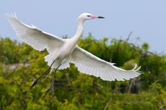 Reddish Egret White Morph on the Wing San Antonio Bay Rookery Island