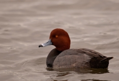 Redhead Duck Rockport Texas