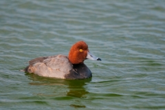 Redhead Male Port Aransas Texas