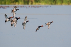 Redheads Swoop in for a Landing Port Aransas Texas