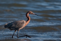 Redish Egret on the Prowl Aransas Pass Texas