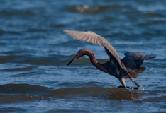 Redish Egret on the Prowl two Aransas Pass Texas