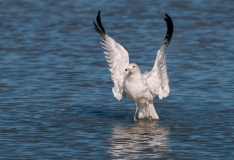 Ring-billed Gull Lift Off Port Aranasas Texas