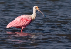 Roseate Spoonbill Aransas Pass Texas