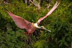 Roseate Spoonbill Flying Out of Nesting Area San Antonio Bay Rookery Island