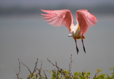 Roseate Spoonbill Flying into Nesting Area San Antonio Bay Rookery Island