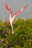 Roseate Spoonbill Landing in Nesting Area San Antonio Bay Rookery Island