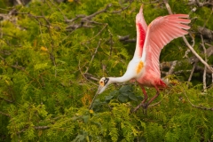 Roseate Spoonbill Moving Around Nesting Area San Antonio Bay Rookery Island