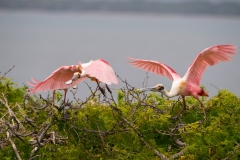 Roseate Spoonbill Territory Dispute San Antonio Bay Rookery Island