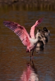 Roseate Spoonbill Wing Spread Goose Island Texas