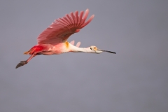 Roseate Spoonbill on the Wing San Antonio Bay Rookery Island