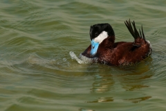 Ruddy Duck Displaying Birding Center Port Aransas Texas