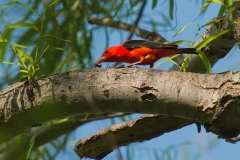 Scarlet Tanager Eating a Bee Birding Center Port Aransas Texas