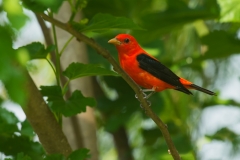 Scarlet Tanager on Limb Birding Center Port Aransas Texas