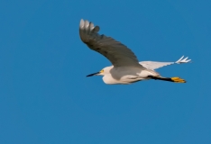 Snowy Egret on the Wing