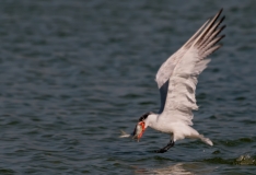 Tern Success Port Aransas Texas