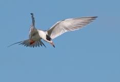 Tern in Hover Port Aransas Texas