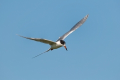 Tern on the Wing Again Port Aransas Texas