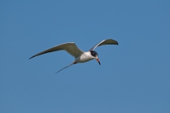 Tern on the Wing Port Aransas Texas