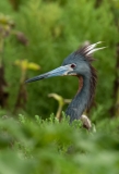 Tricolored Heron Protecting Nest Rockport Texas