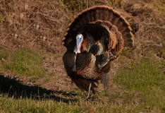 Turkey Displaying Aransas National Wildlife Refuge