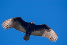 Turkey Vulture Port Aransas Texas