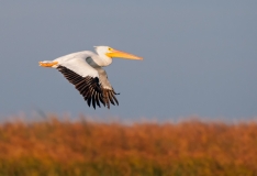 White Pelican Cruising Port Aranasas