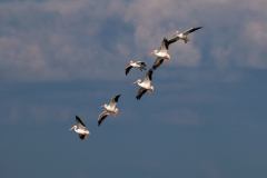 White Pelican Group Landing Port Aransas Texas