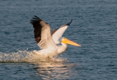 White Pelican Landing Port Aranasas