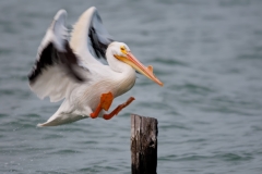 White Pelican Leaping to a Post Rockport Texas