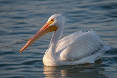 White Pelican Rockport Texas