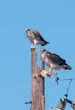 White-tailed Hawks