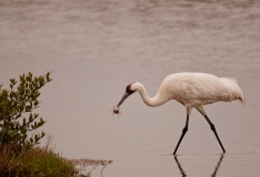 Whooping Crane Eating a Crab Aranasas National Wildlife Refuge Texas