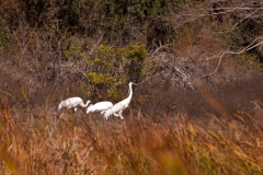 Whooping Cranes Grazing Goose Island Texas