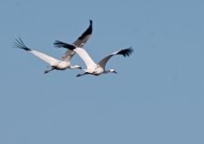 Whooping Cranes in Flight Pair Goose Island Texas_