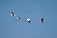 Whooping Cranes in flight Goose Island Texas