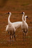 Whooping Cranes on the Ground Goose Island