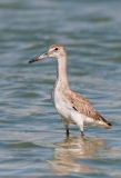 Willet Corpus Christi Texas