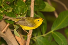 Wilsons Warbler Port Aransas Texas