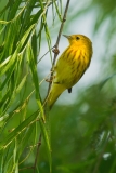 Yellow Warbler Birding Center Port Aransas Texas