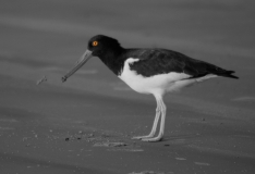 American Oystercatcher Rockport, Texas Eye